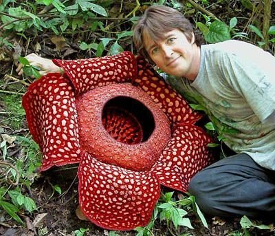 Corpse Flower Picture on Buy Rafflesia Arnoldii1 Buy Corpse Flower   Rafflesia Arnoldii